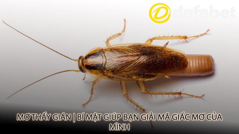 Mơ thấy gián | Bí mật giúp bạn giải mã giấc mơ của mình