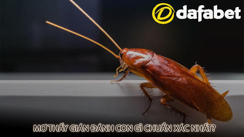 Mơ thấy gián đánh con gì chuẩn xác nhất?